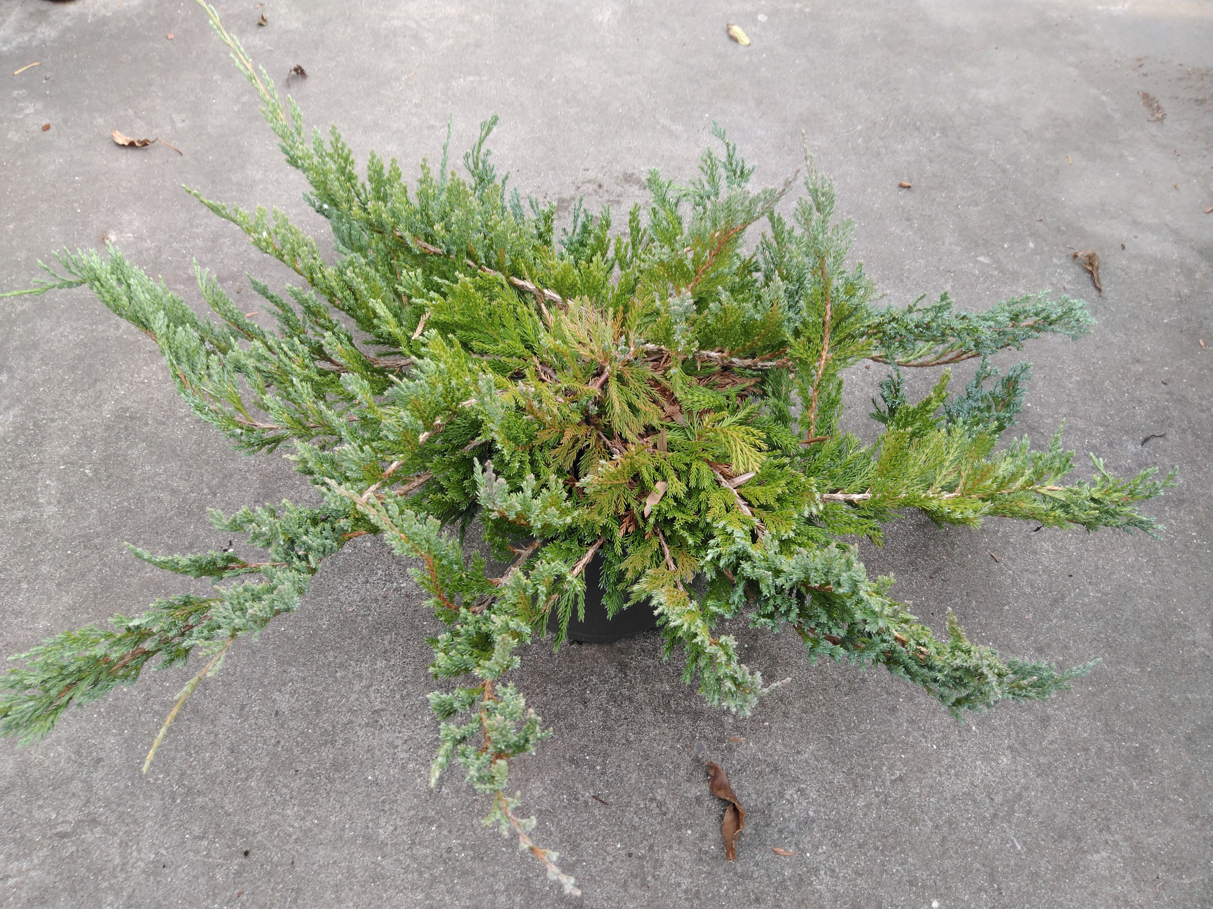 Juniperus horizontalis 'Blue Chip'