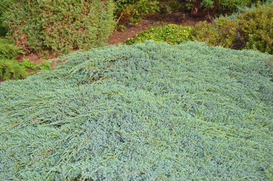 Juniperus squamata 'Blue Carpet'