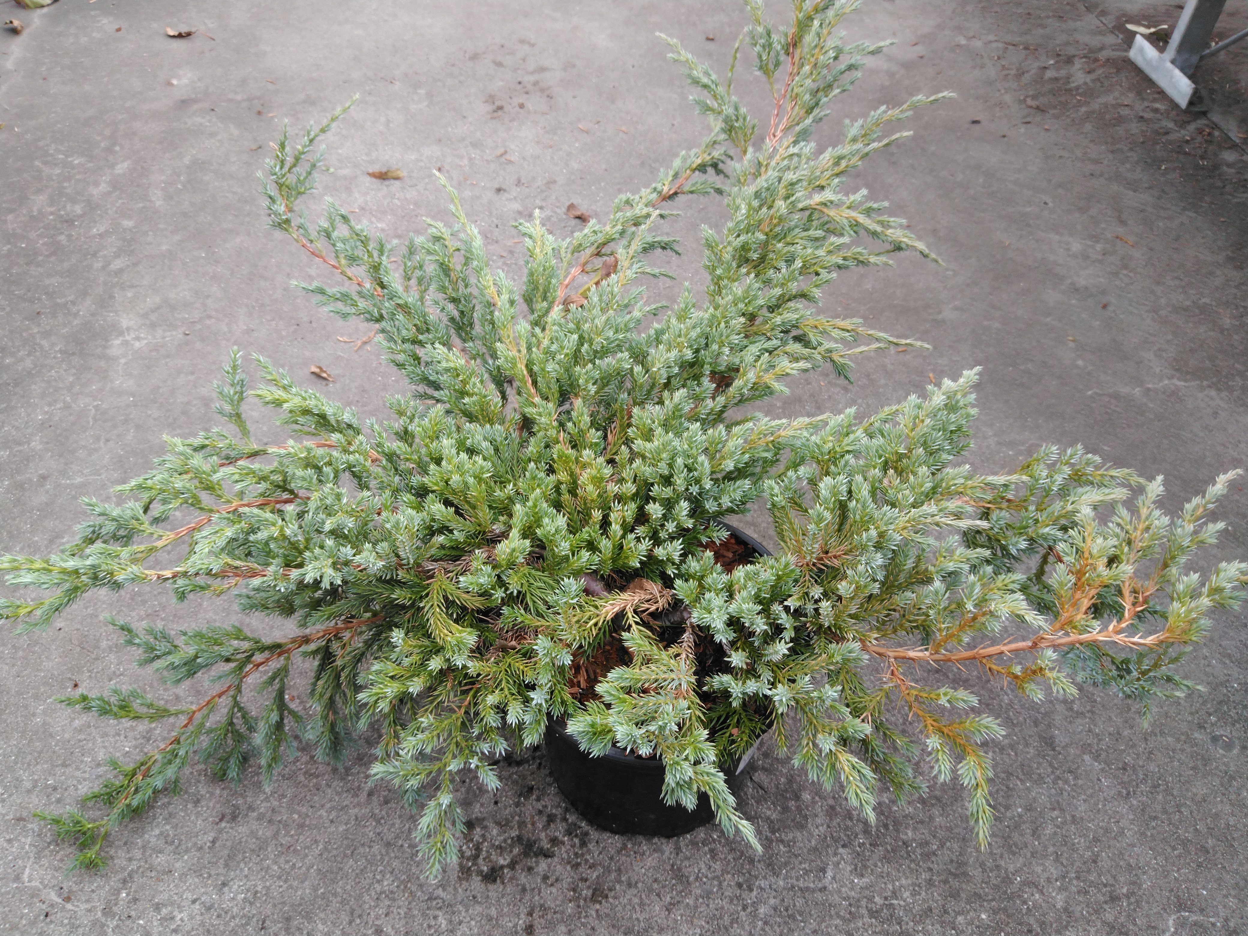 Juniperus squamata 'Blue Carpet'