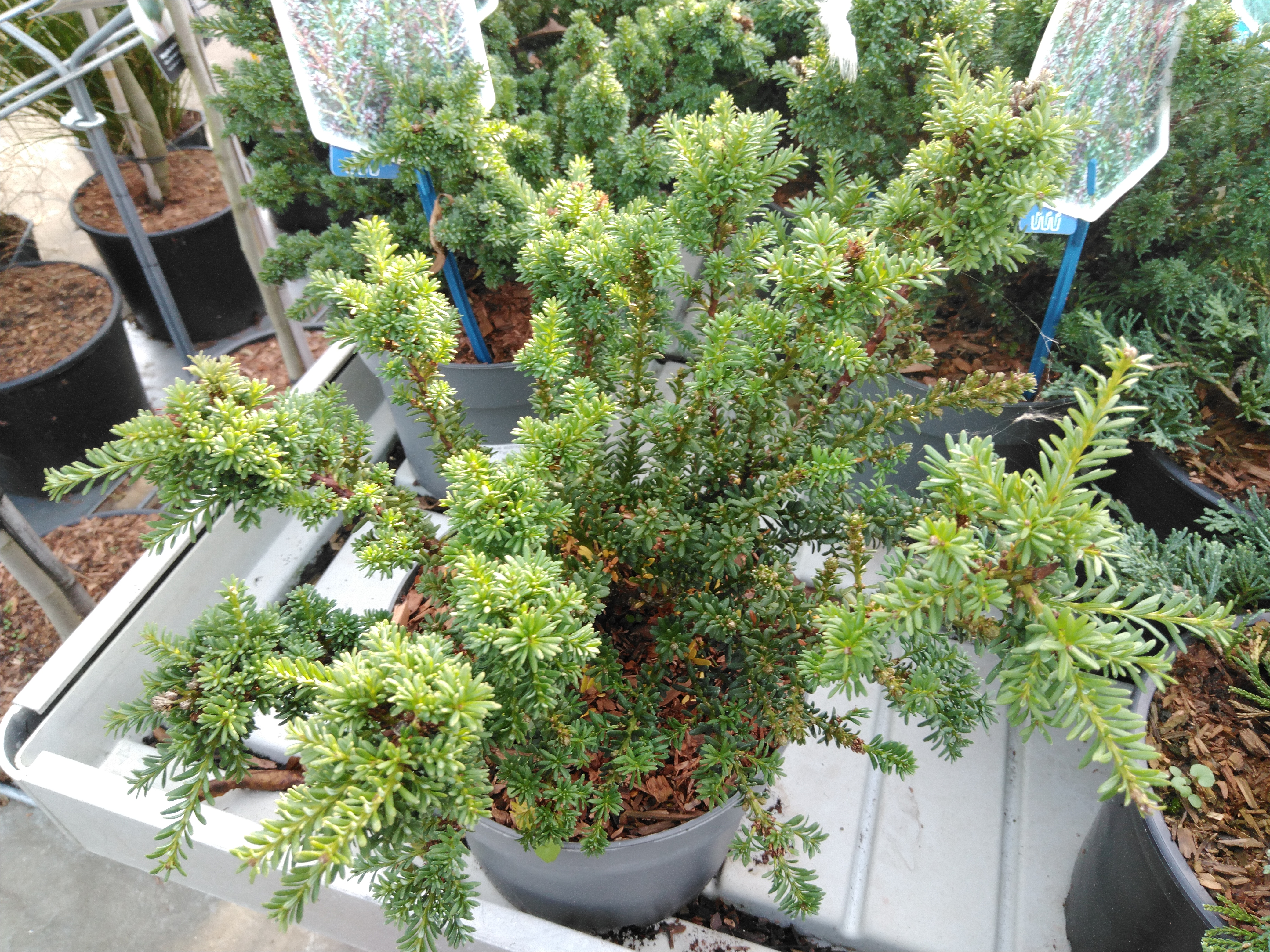 Podocarpus alpinus 'Red Tip'