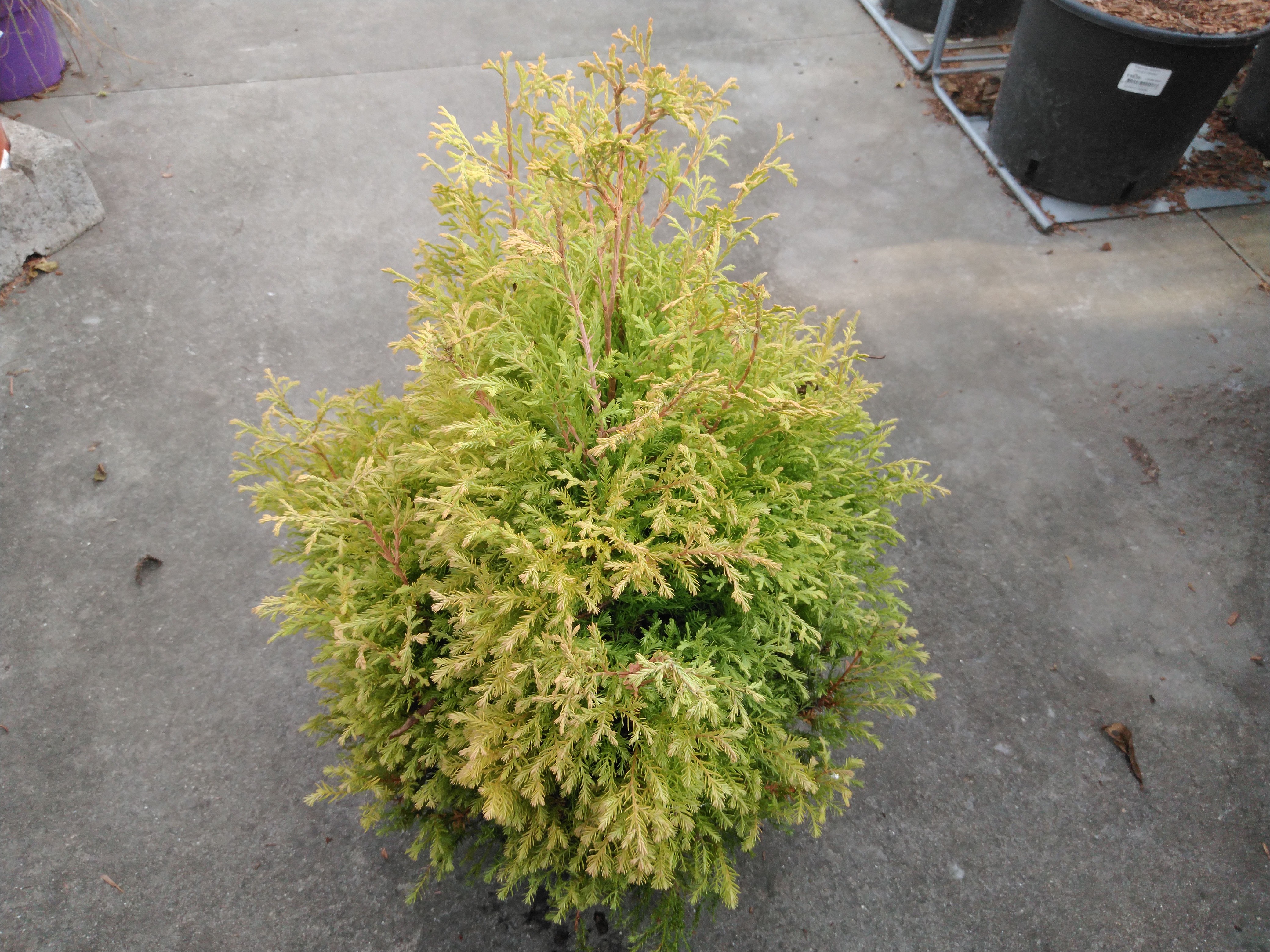 Thuja occ. 'Rheingold'