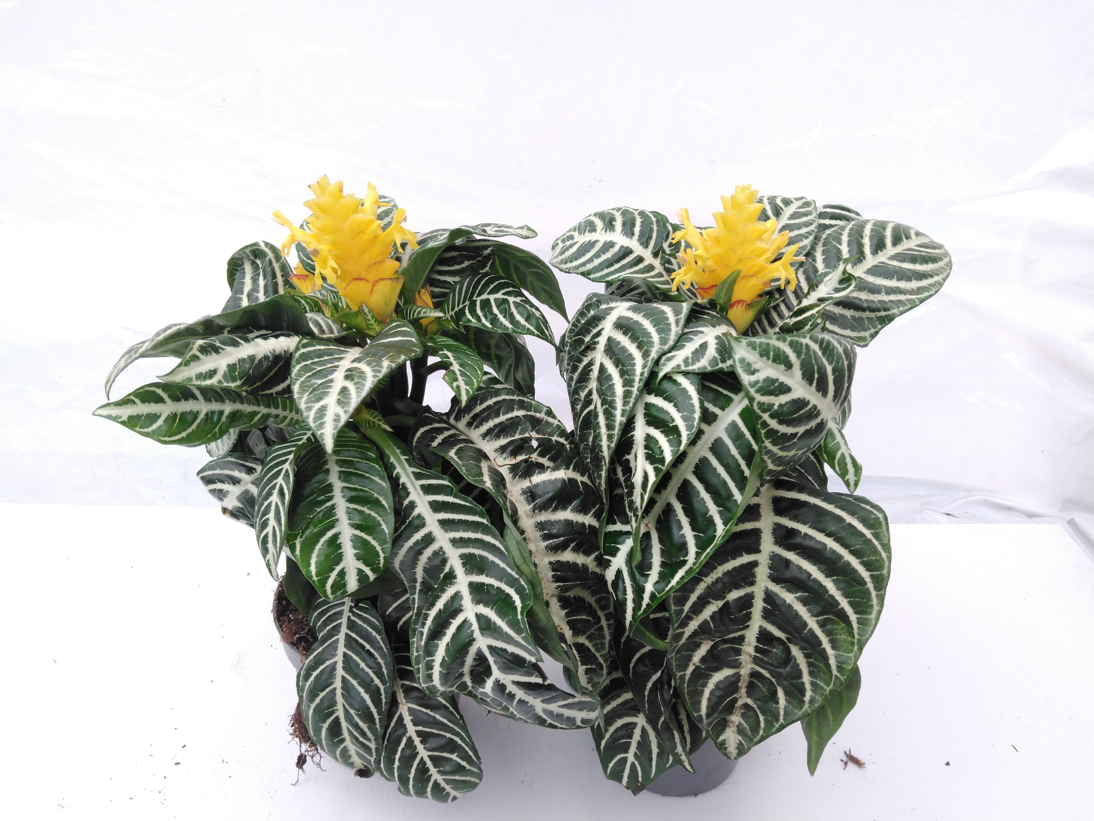 Aphelandra squarosa