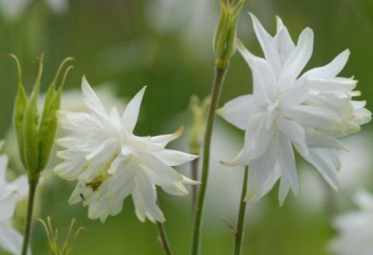 Aquilegia 'White Barlow Aquilegia 'White Barlow