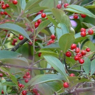 Aronia arbutifolia 'Brilliant' Aronia arbutifolia 'Brilliant'