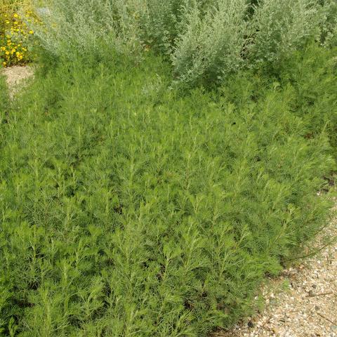 Artemisia abrotanum - Citroenkruid Artemisia abrotanum - Citroenkruid