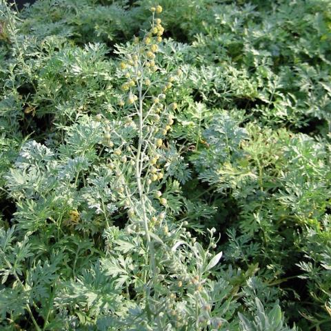 Artemisia absinthium 