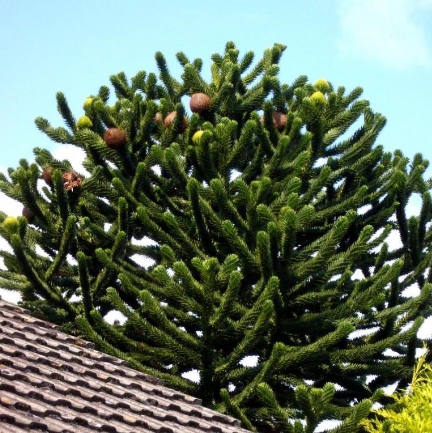 Araucaria araucana Araucaria araucana