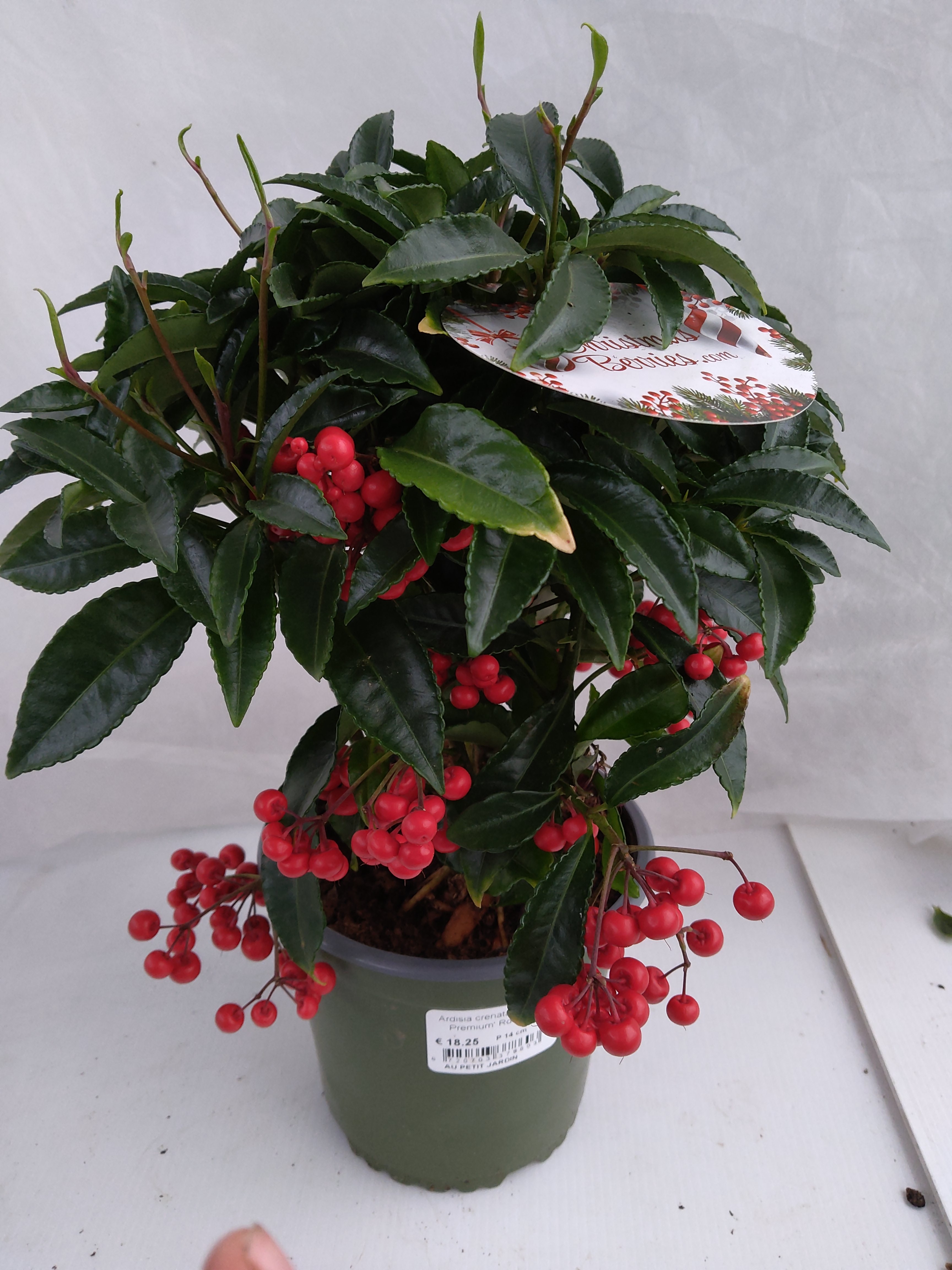 Ardisia crenata 'Bos Premium' 