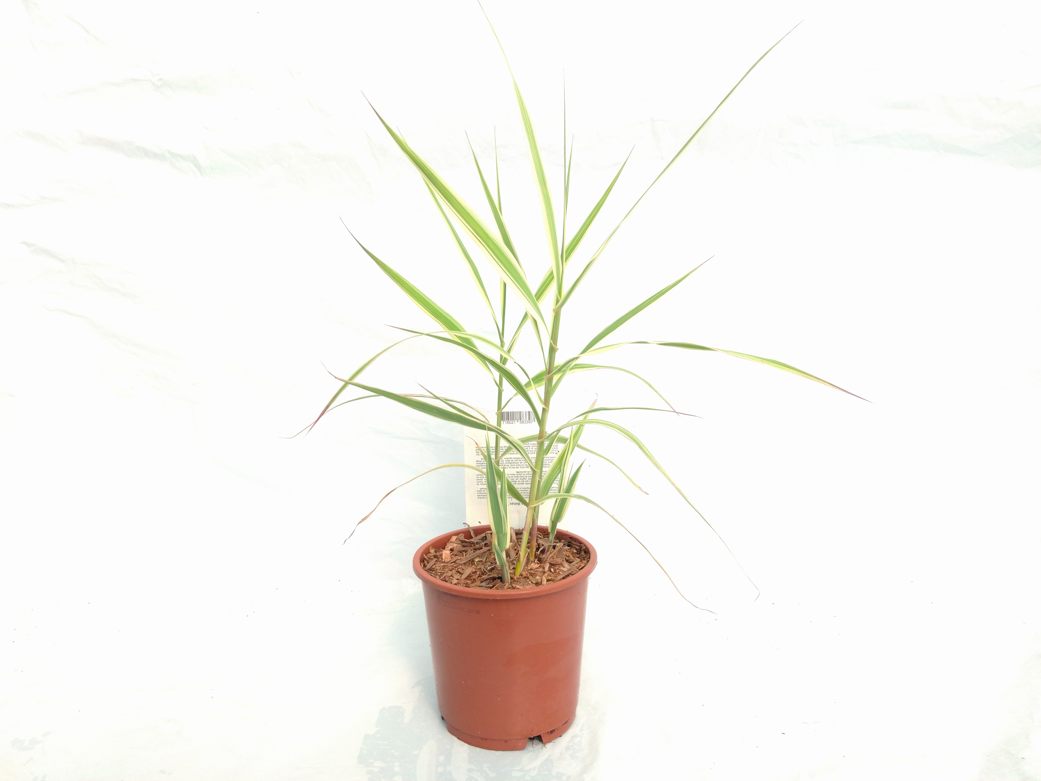 Arundo donax 'Ely'