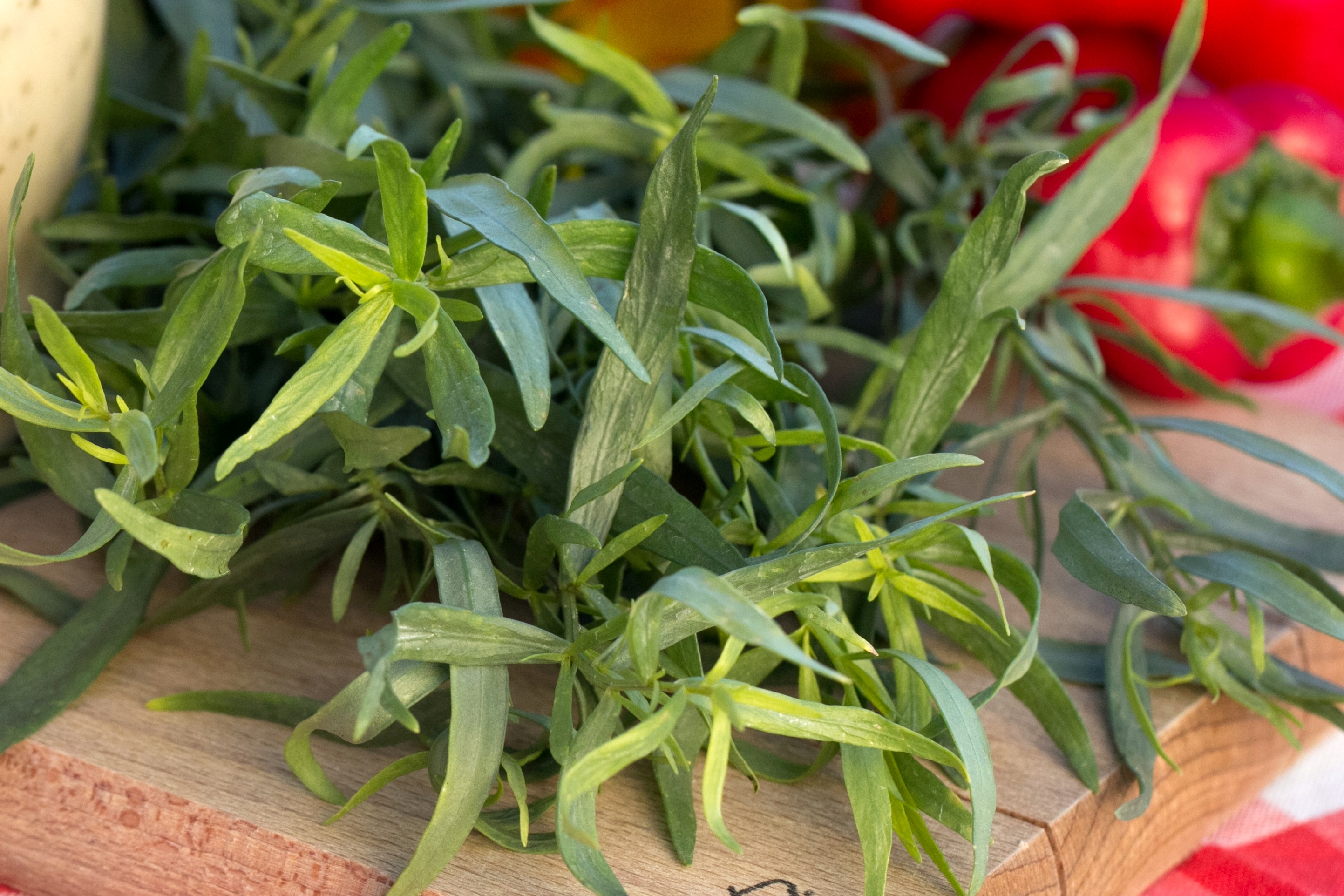 Artemisia dracunculus - Dragon - ITALIE Artemisia dracunculus - Dragon - ITALIE