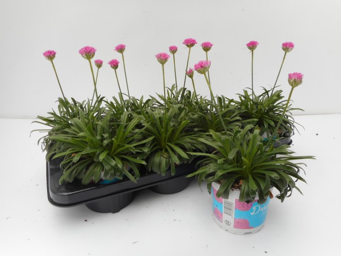Armeria Dreameria roze