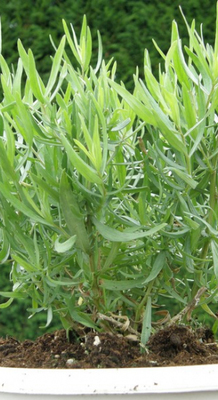 Artemisia dracunculus 'Senior'  1.5 L