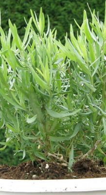 Artemisia dracunculus 'Senior' 