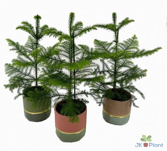 Araucaria heterophylla 'Nordic Pine'