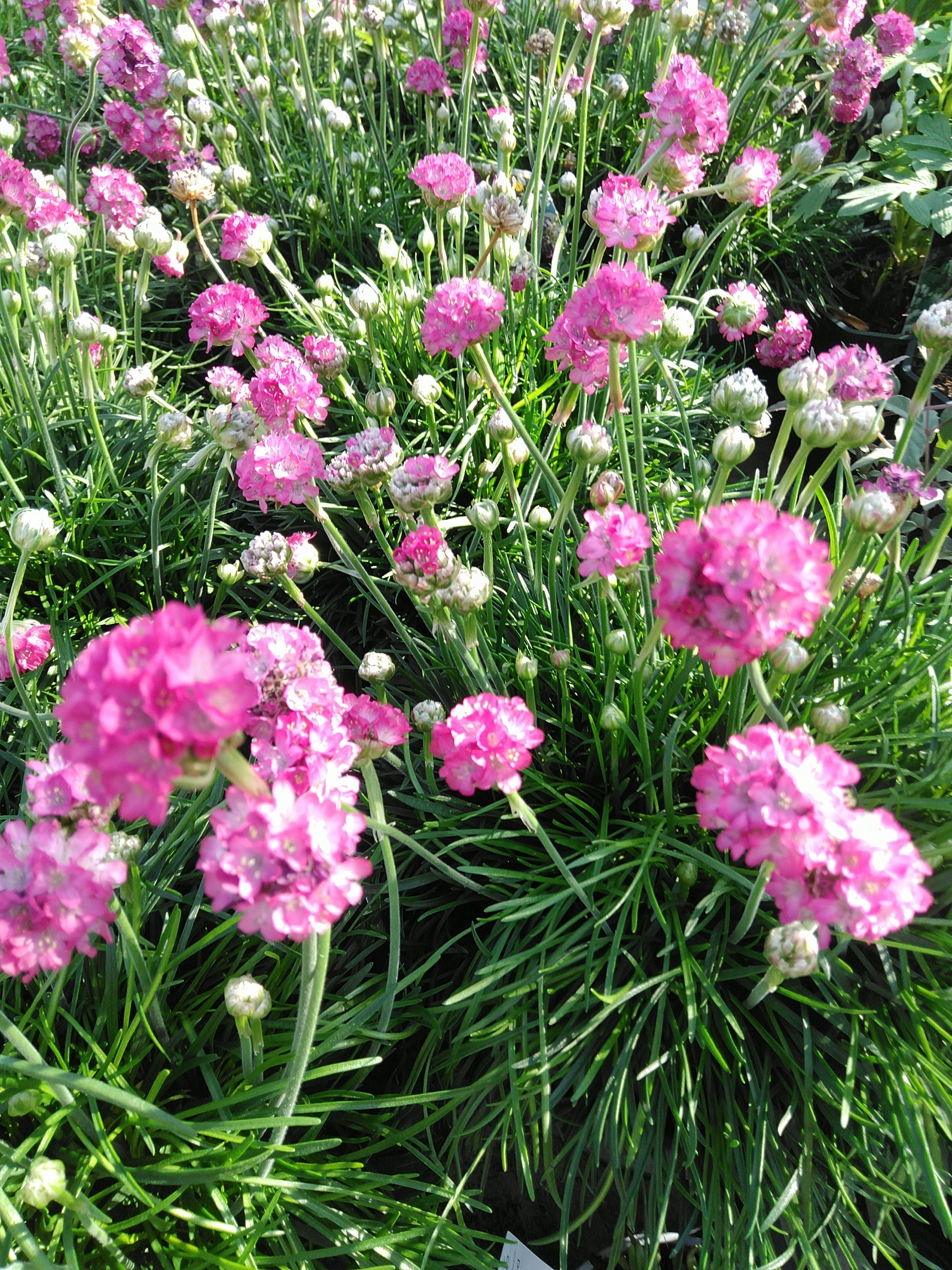 Armeria mar. 'Abbey Deep Rose'