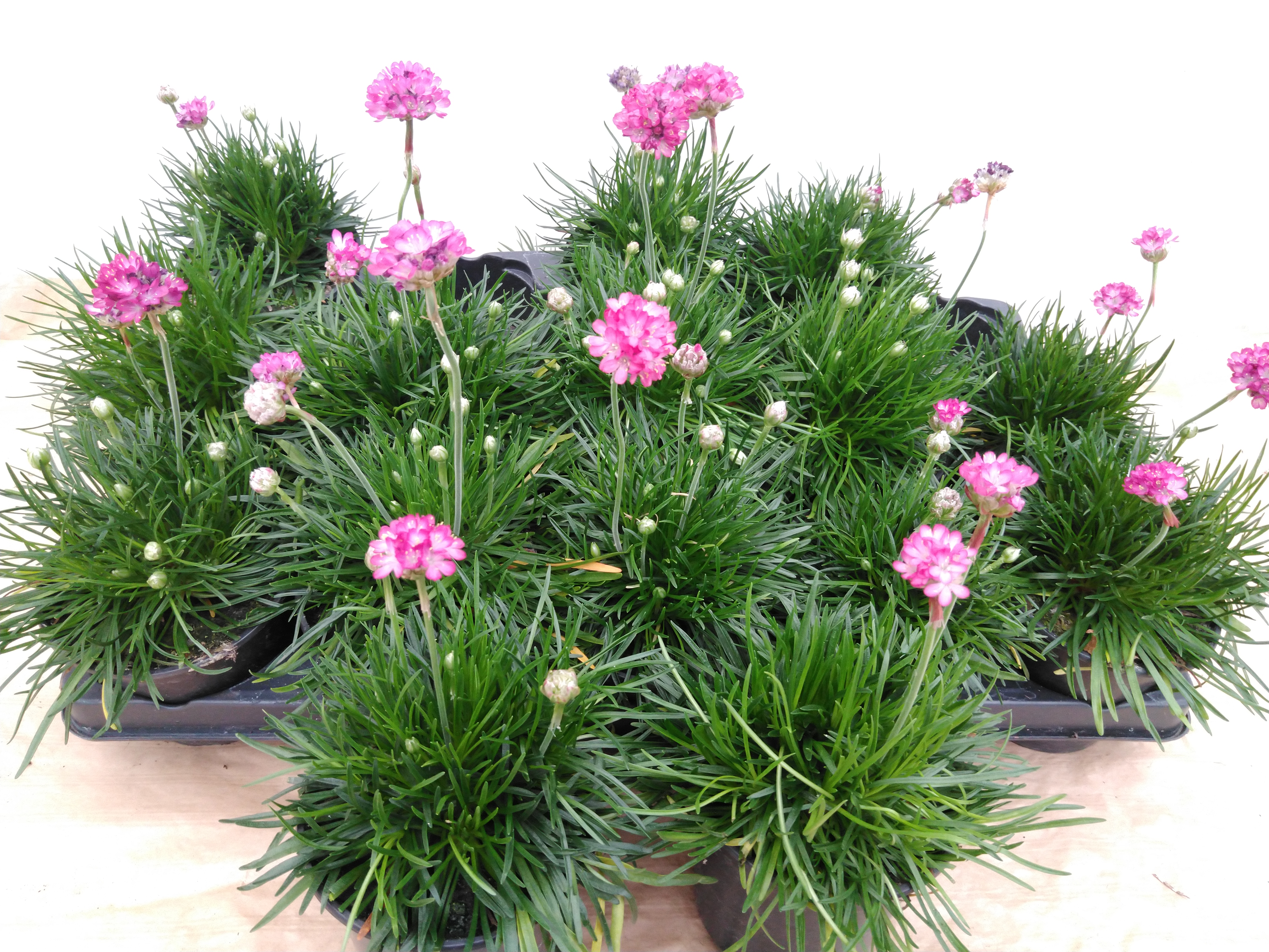 Armeria maritima Rose