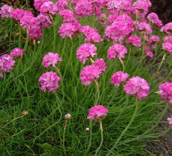 Armeria maritima Rose