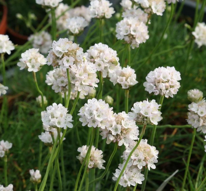 Armeria maritima White