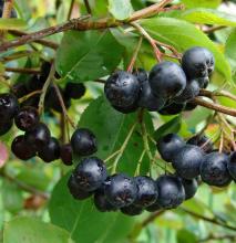 Aronia prunifolia 'Nero'