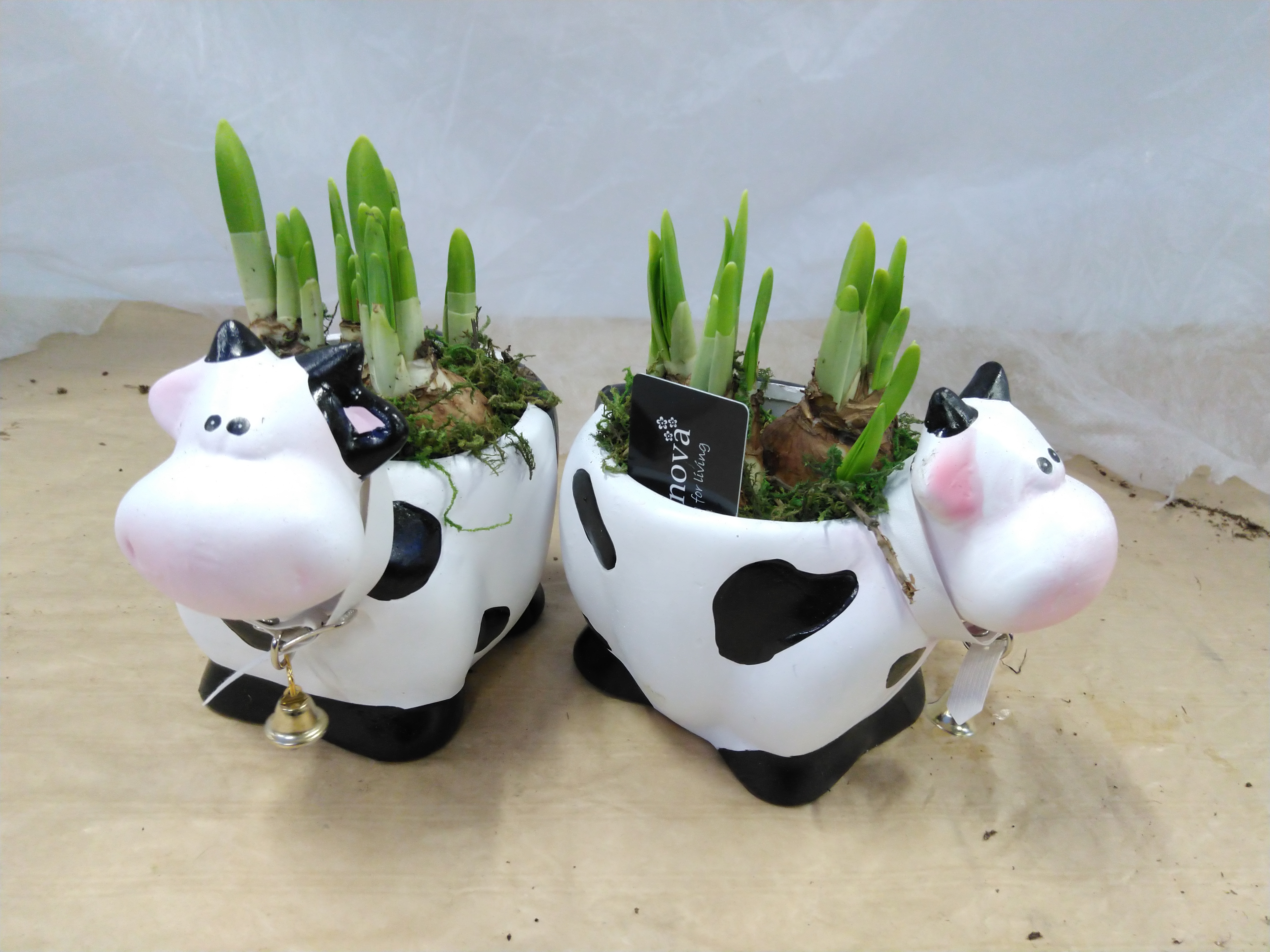 Cow Medium