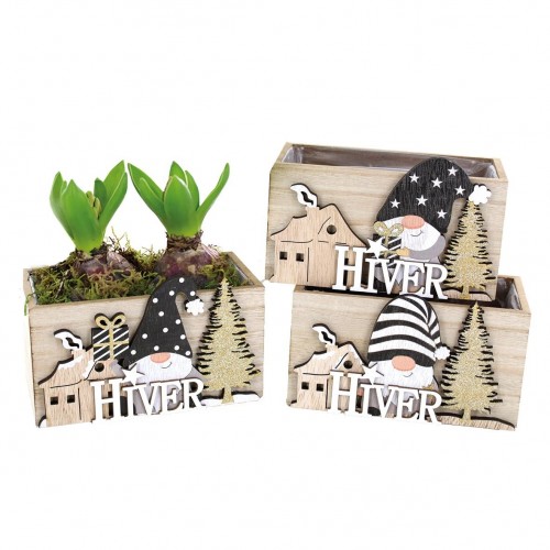 ARR Hyacint Hiver 2 pl.