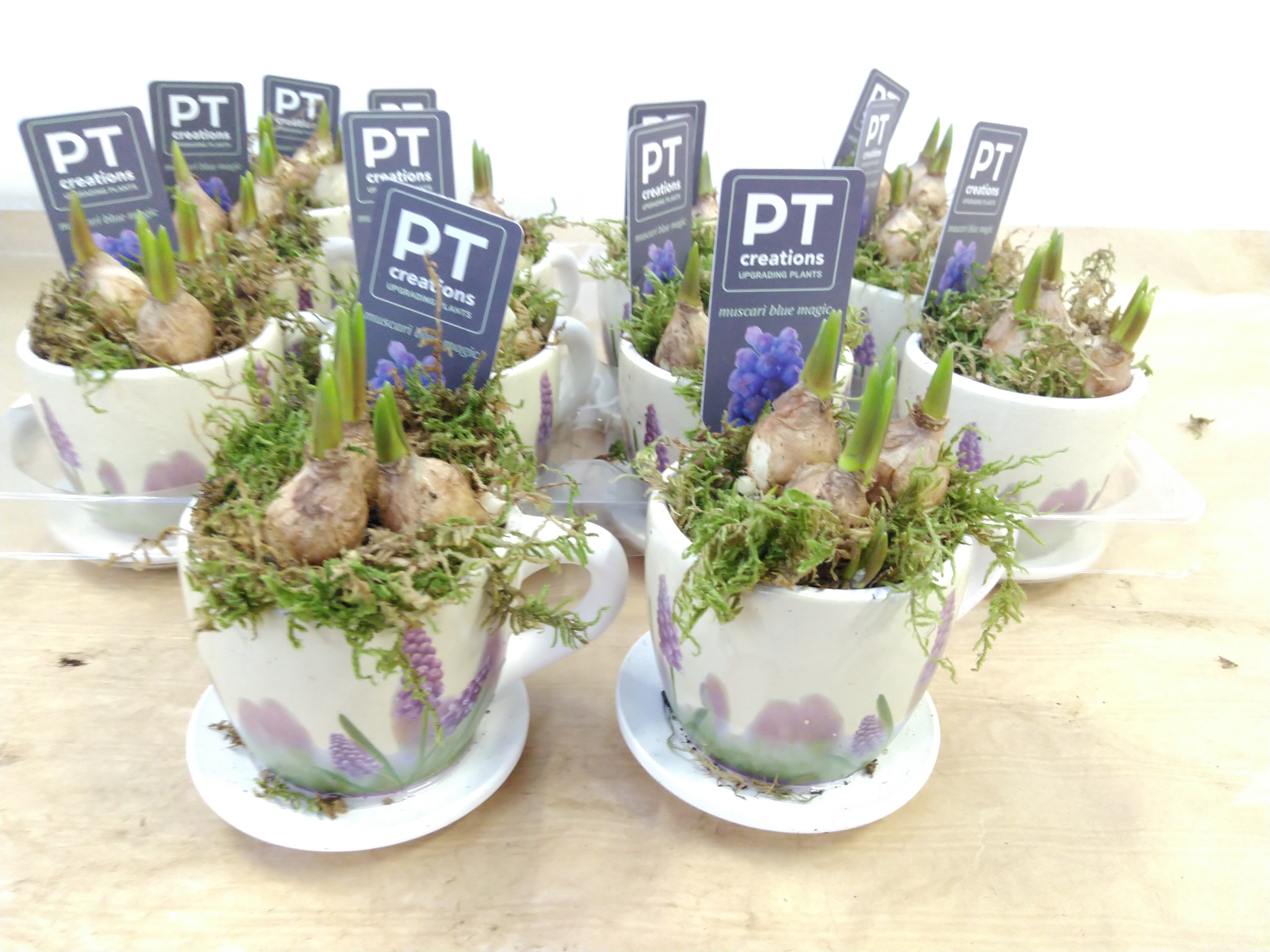 Arr. Muscari  PTMB2641