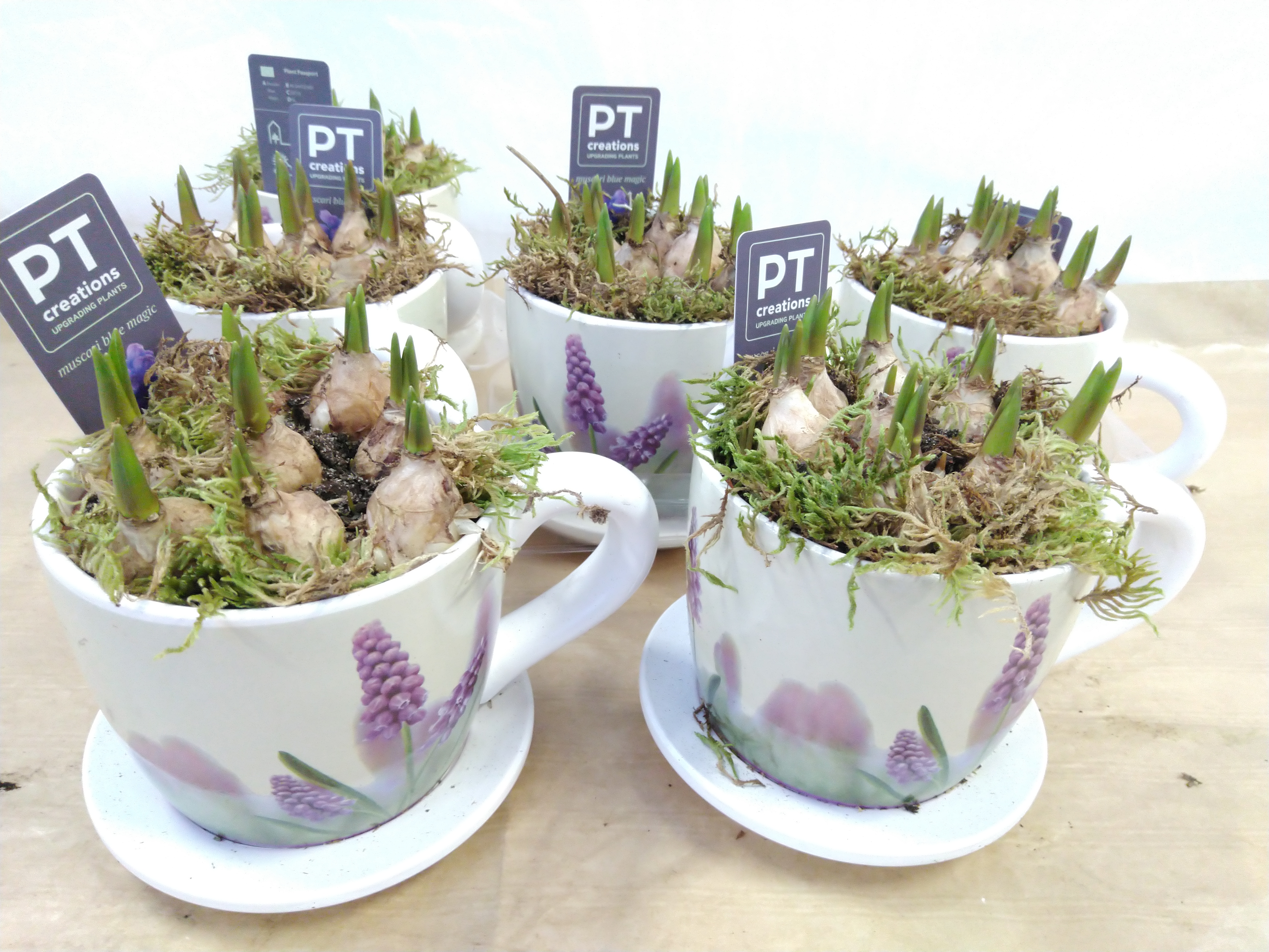 Arr. Muscari  PTMB2642