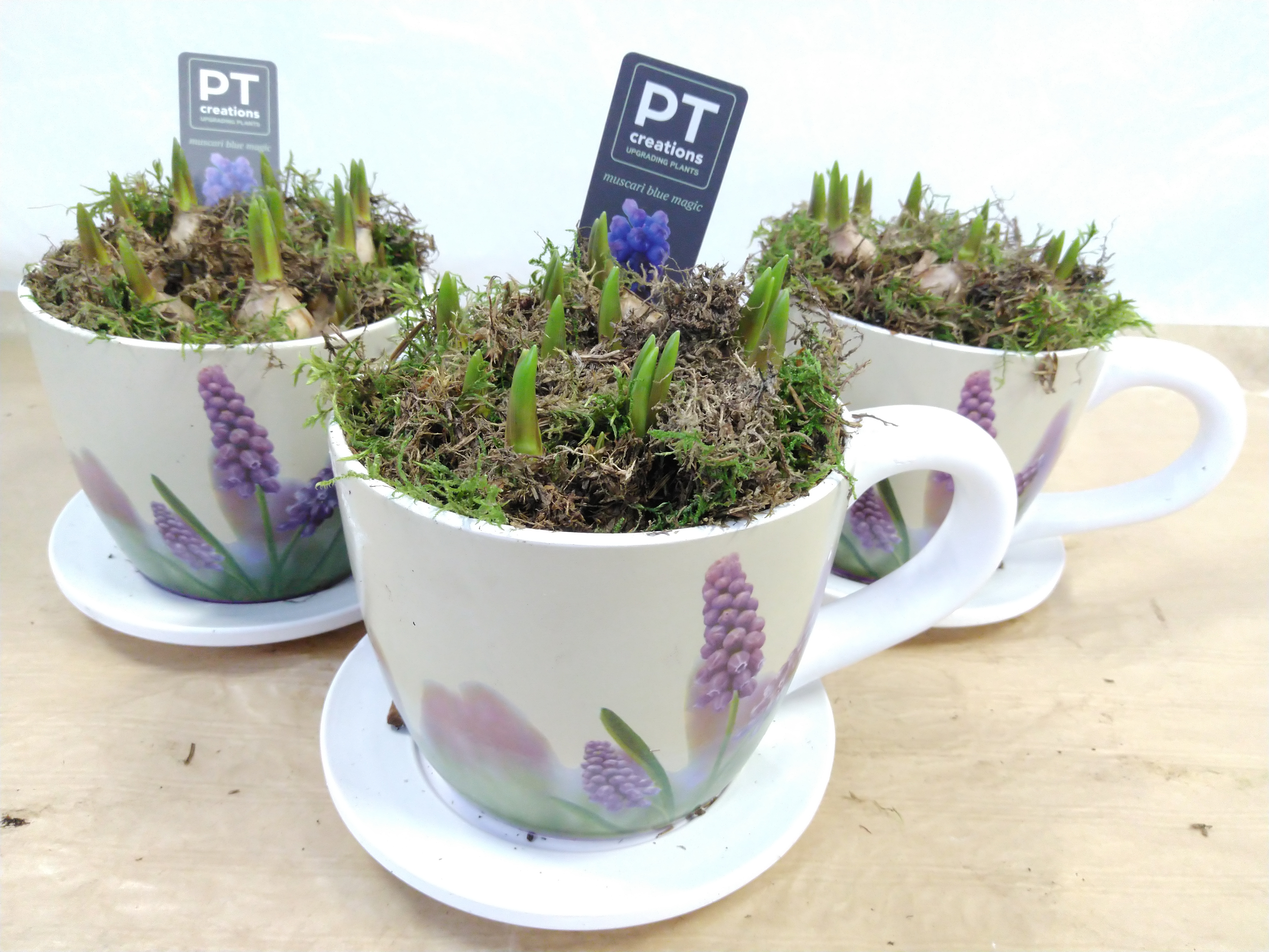 Arr. Muscari  PTMB2643