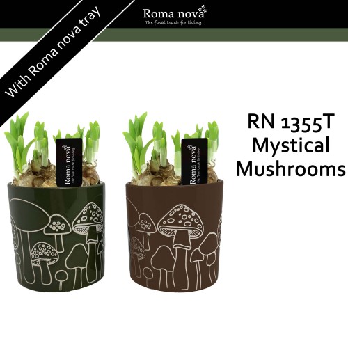 ARR Narcis Roma Nova 'Mushroom'