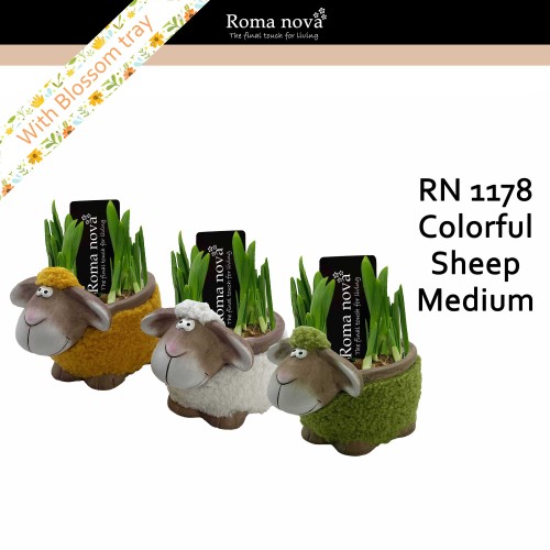 ARR Narcis met schaap Roma Nova
