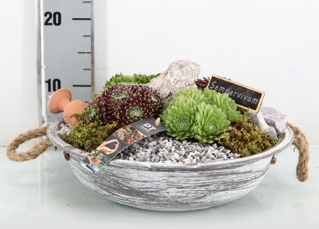 Arr. Sempervivum mix schaal grijs - PROMO
