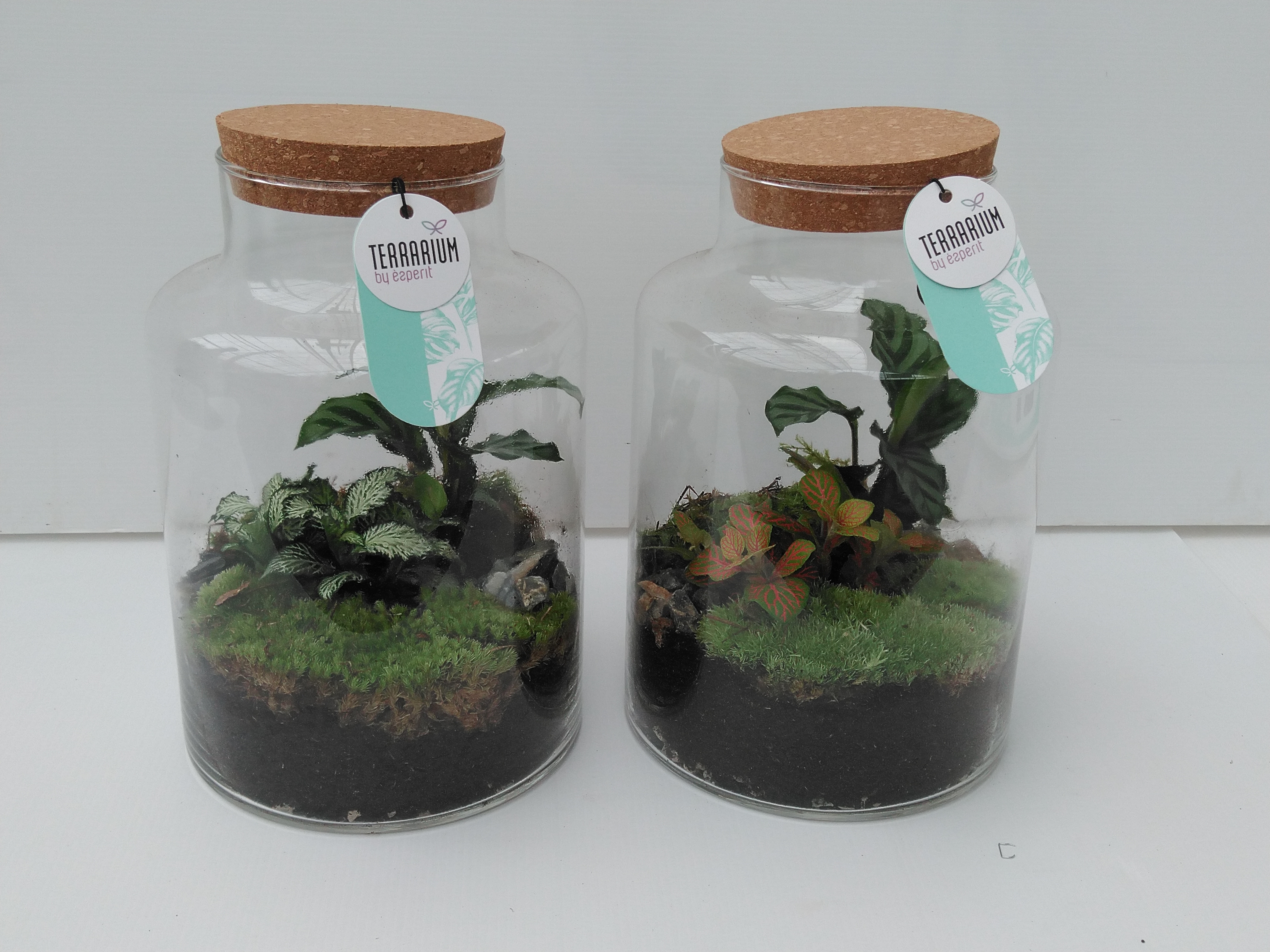 Terrarium arrangement