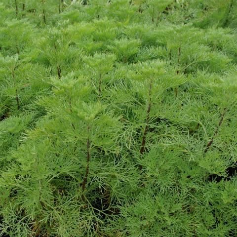 Artemisia abrotanum 'Cola'