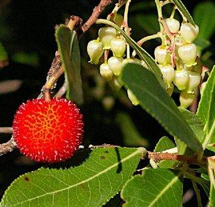 Arbutus unedo