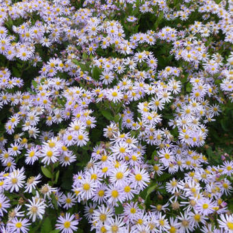 Aster ager. 'Asran' Aster ager. 'Asran'