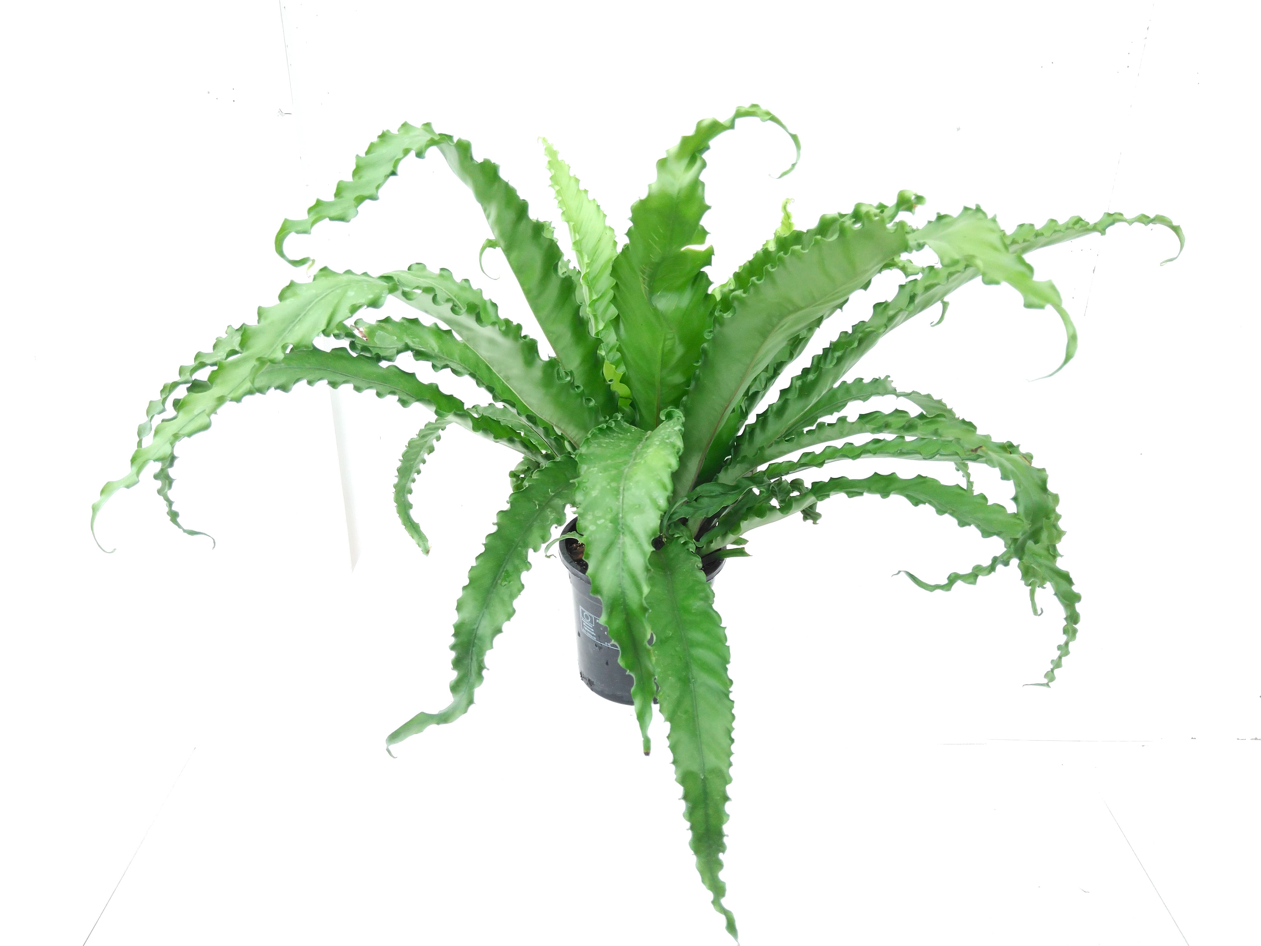 Asplenium antiquum 'Osaka' Asplenium antiquum 'Osaka'