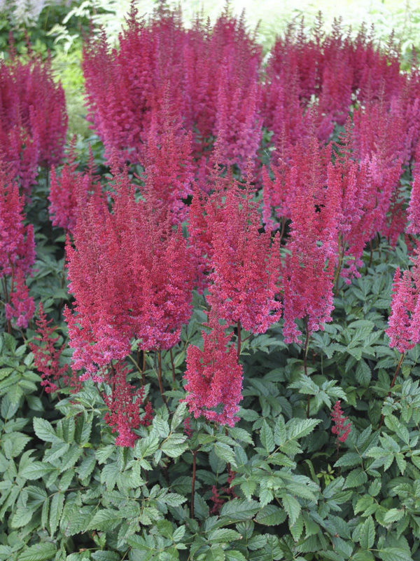 Astilbe x arendsii 'Paul Gaarder'