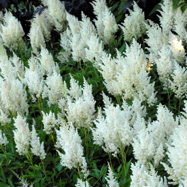 Astilbe x arendsii 'Weisse Gloria'