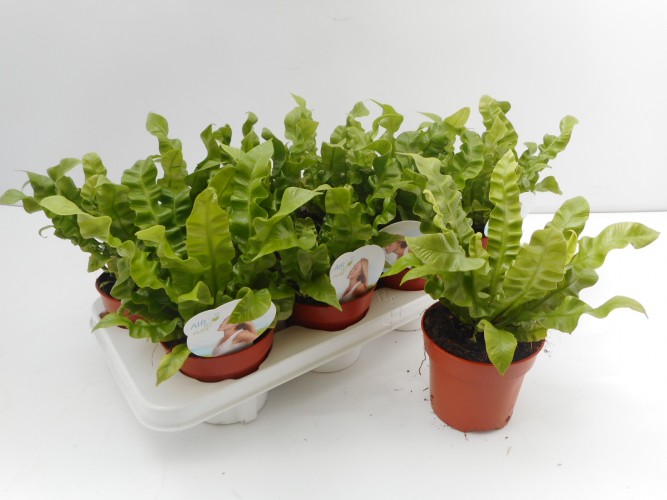 Asplenium 'Crispy Wave'