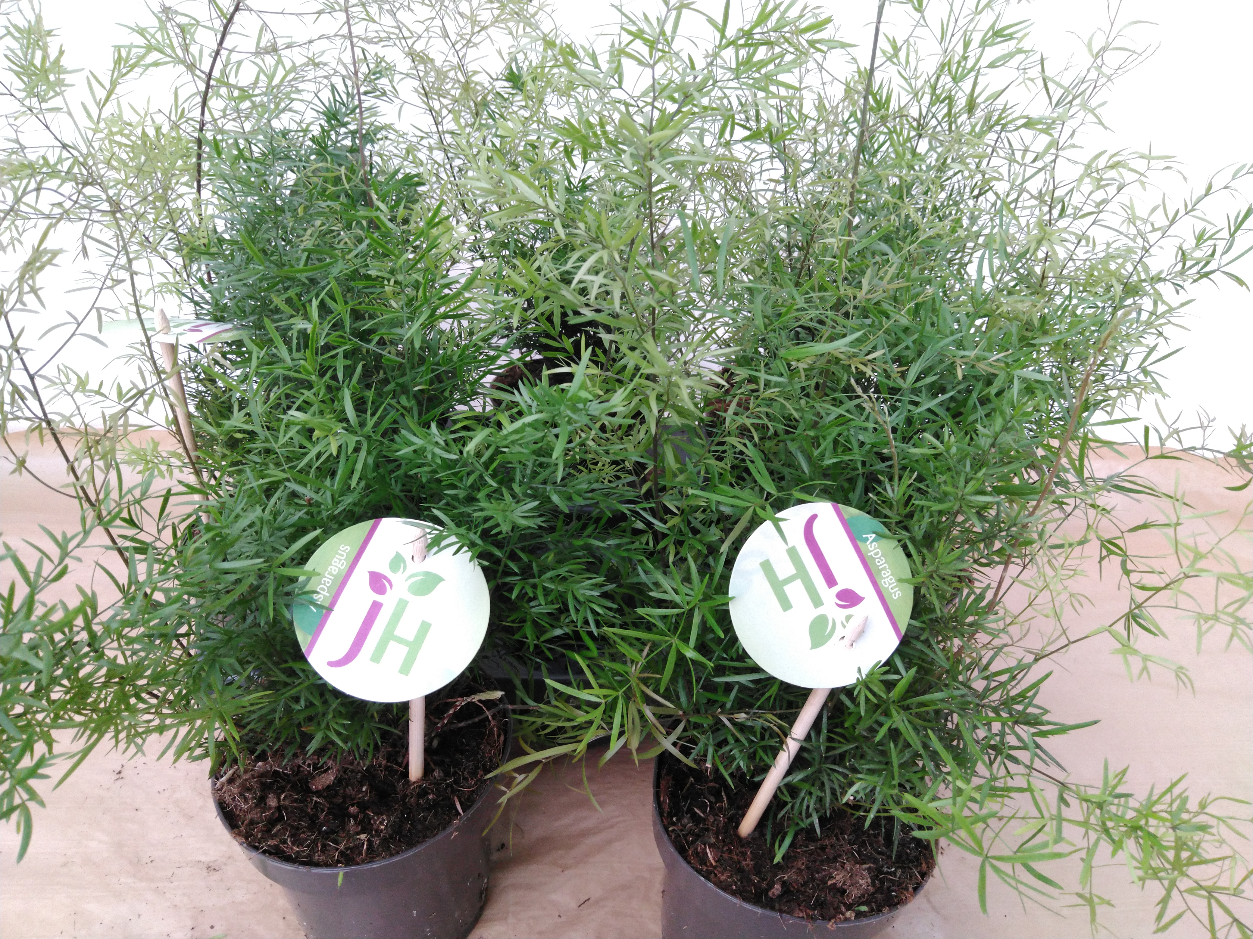 Asparagus dens. 'Cwebe'