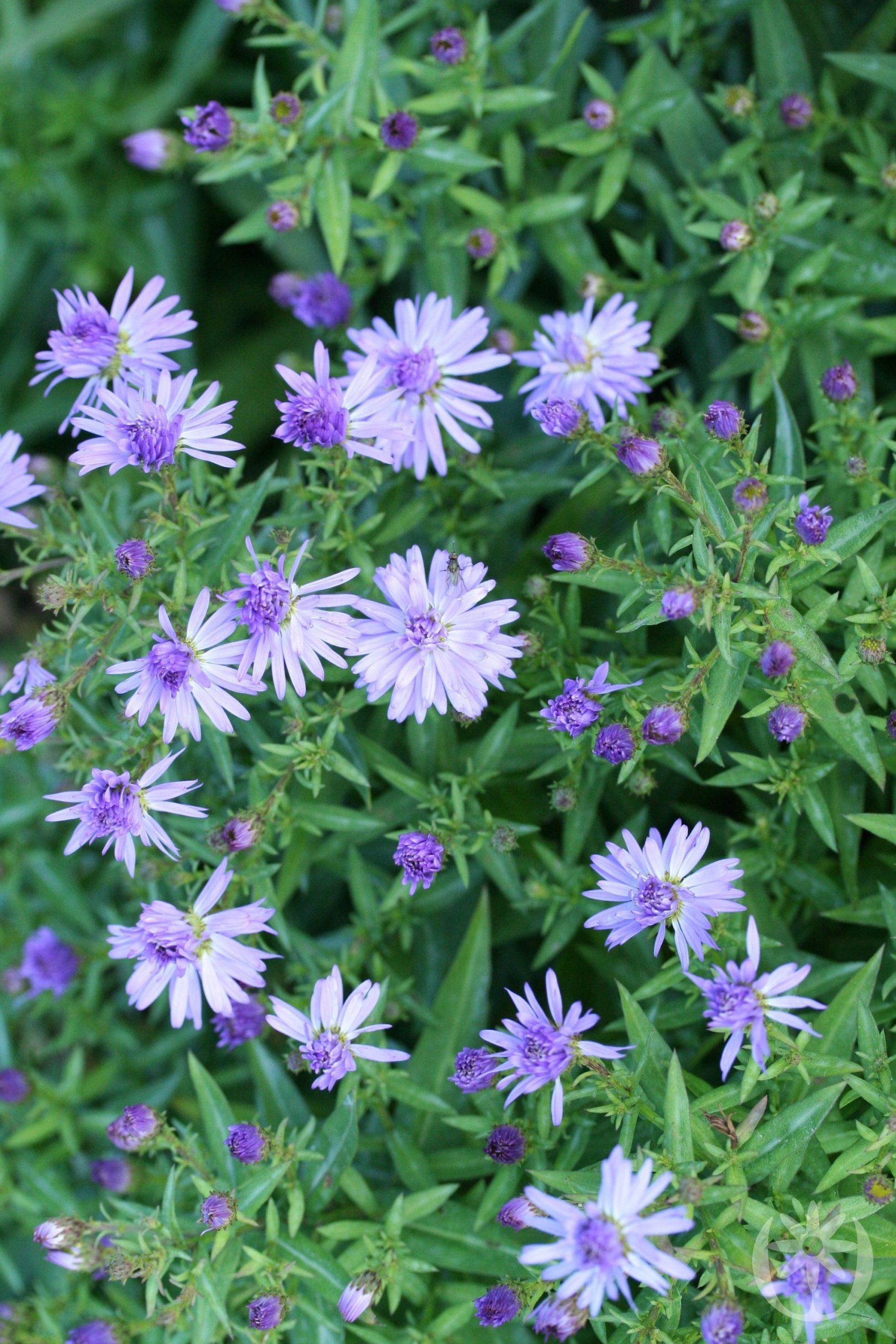 Aster (D) 'Mittelmeer'