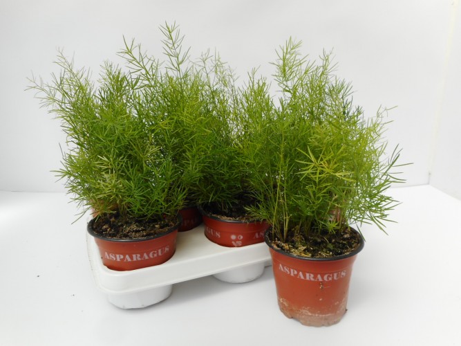 Asparagus dens. 'Sprengeri'