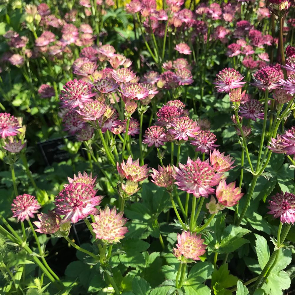 Astrantia maj. 'Roma' (R)