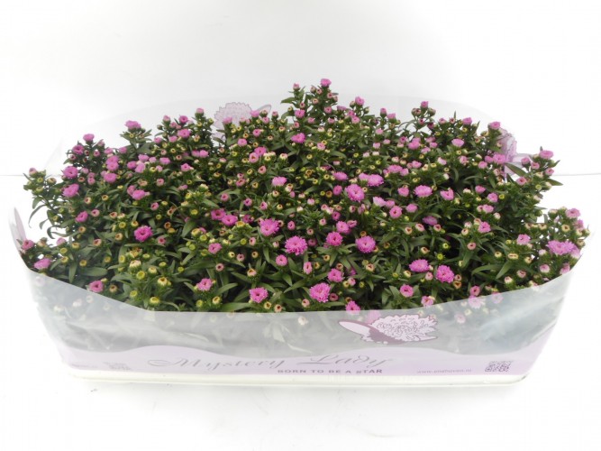 Aster 'Mystery Lady'  in kleuren