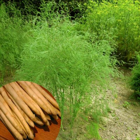 Asparagus off. 'Argenteuil'