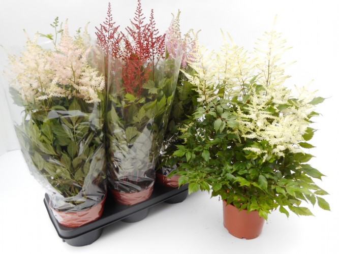 Astilbe in kleuren 