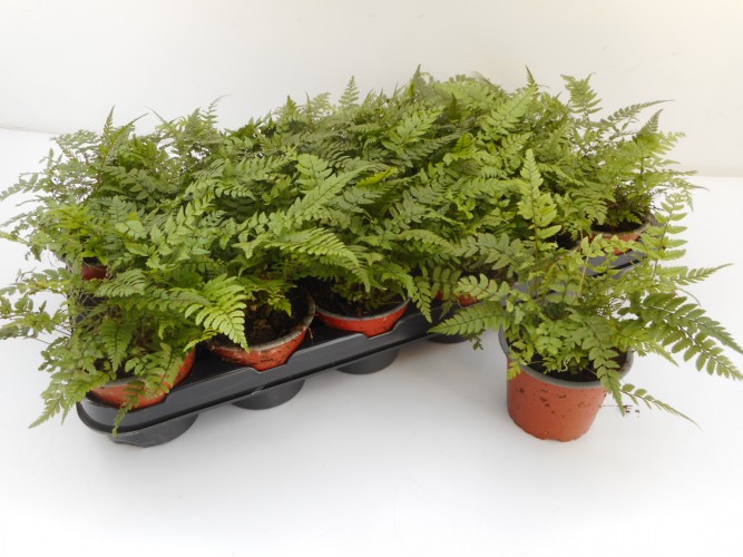 Athyrium filix-femina 'Cristatum'