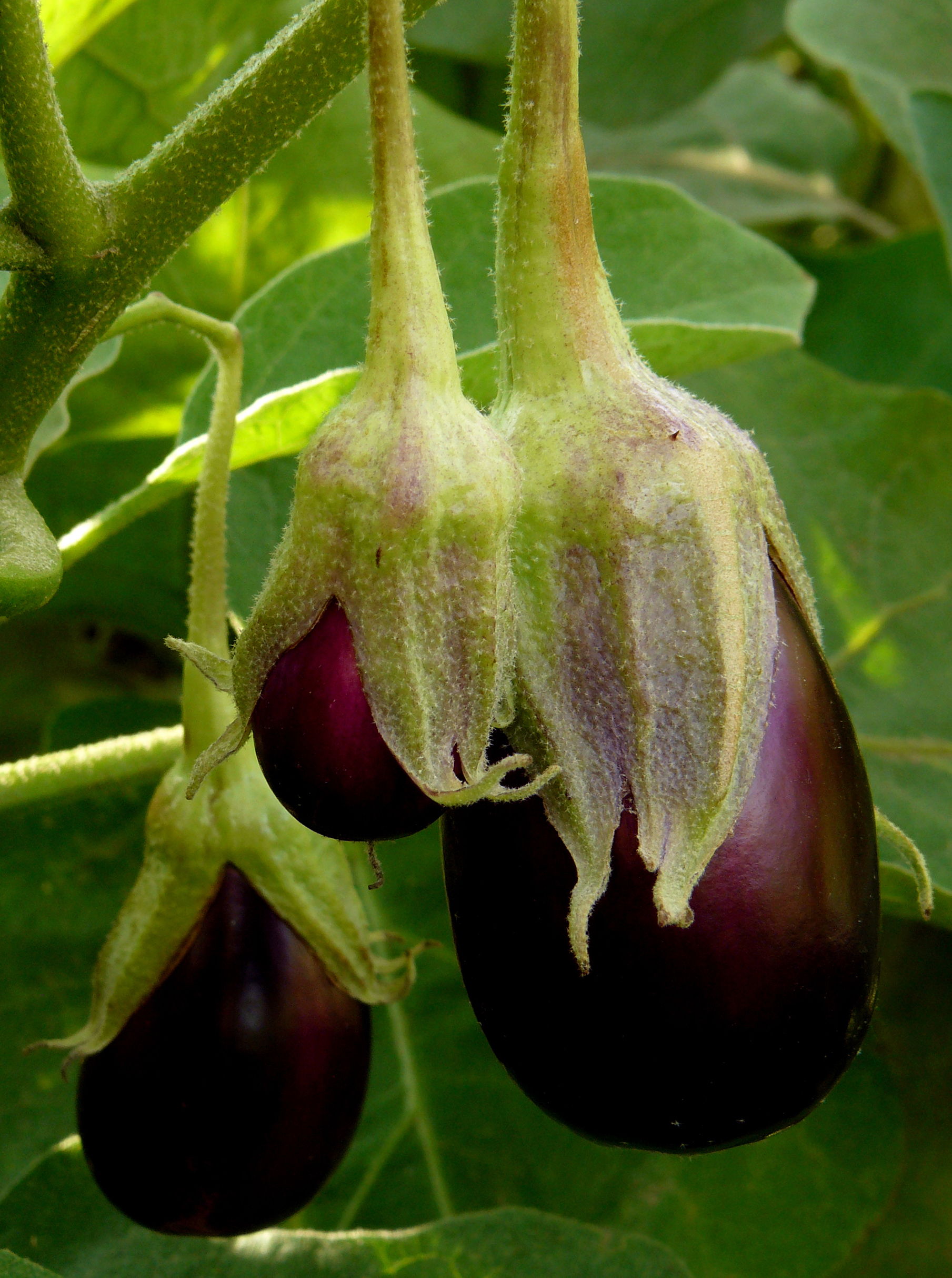 Potaubergine 'Ophelia' F1 - Aubergine pour pot Potaubergine 'Ophelia' F1 - Aubergine pour pot