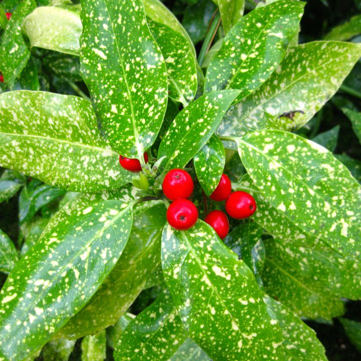 Aucuba j. 'Variegata'