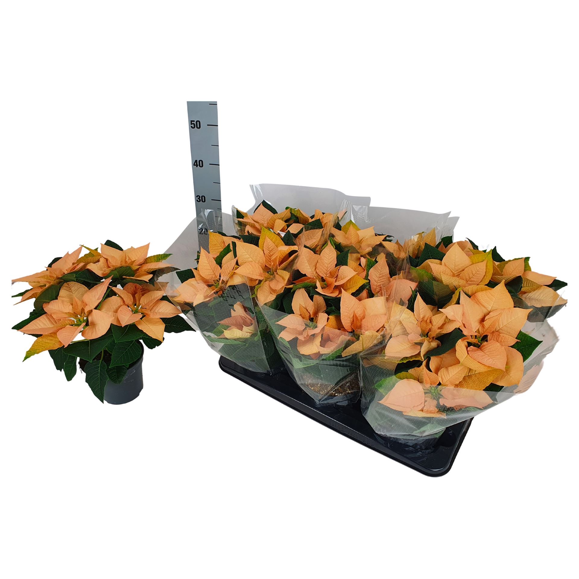 Euphorbia pulc. 'Autumn Leaves'  zalm 5+ heads